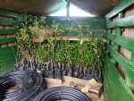 Acheminement des arbres et des tuyaux