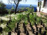Plants d'arbres